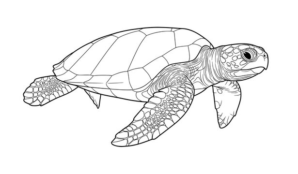 Kemp&rsquo;s Ridley sea turtle line art vector illustration endangered marine species