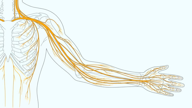 Detailed medical illustration of the human brachial plexus and peripheral nerves extending through the shoulder arm and hand anatomy