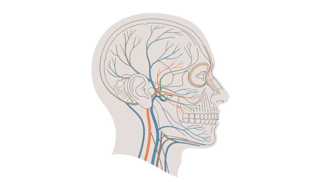 Detailed illustration displays the intricate network of human facial nerves and blood vessels overlaid upon a side profile diagram of the skull structure.