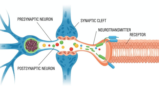 Simplified educational diagram illustrating the fundamental process of synaptic transmission between two communicating neurons across the synaptic cleft.