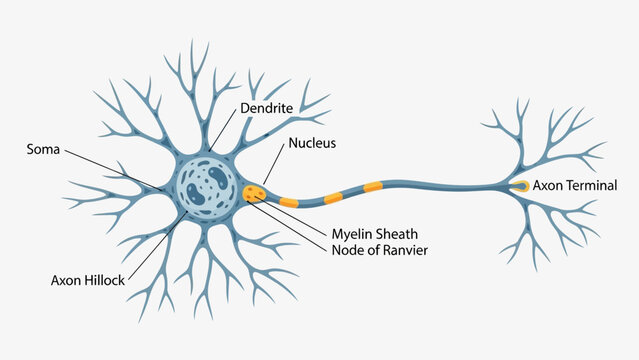 Labeled diagram illustrating the fundamental anatomical structures of a typical motor neuron cell for educational biology study purposes