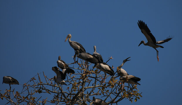 Asian openbill resting on native trees  after feeding on snails and crustations in rice fields removing Pest species like apple snails.