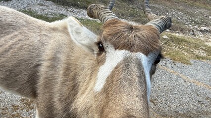 Fossil Rim Wildlife Center, a wildlife park in Somervell County, Texas, USA.