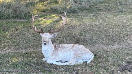 Fossil Rim Wildlife Center, a wildlife park in Somervell County, Texas, USA.