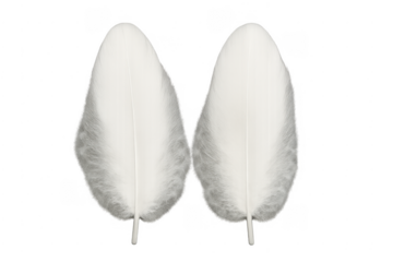 Pair of white fluffy feathers floating transparent background