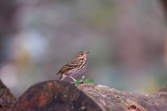 People came while eating , Olive-backed Pipit took refuge on fallen trees