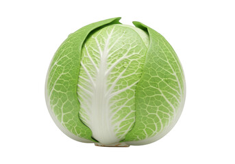 3d icon of a whole head of napa cabbage with vibrant green outer leaves, isolated on transparent background