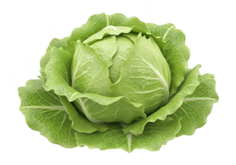 3d icon of fresh green cabbage isolated on transparent background