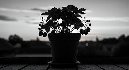 Potted plant silhouette against sunset sky