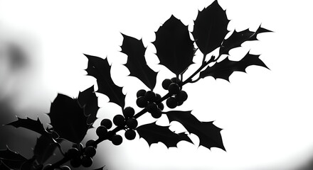 Holly branch silhouette against white background