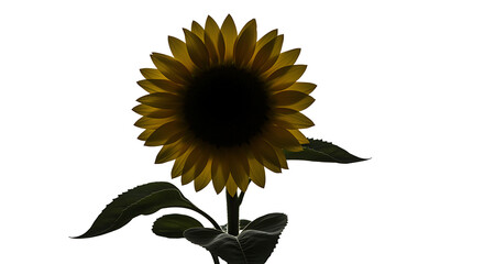 Beautiful sunflower with green leaves on white background