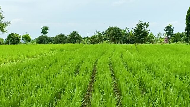 Lush green rice field with neatly arranged rows growing in a tropical rural landscape in Southeast Asia. Concepts to agriculture, environment, nature background and traditional farming culture.