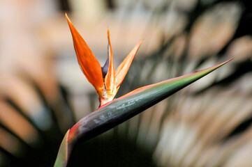 The bird of paradise flower 