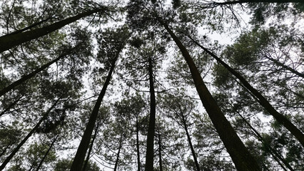 View of the pine forest seen from below