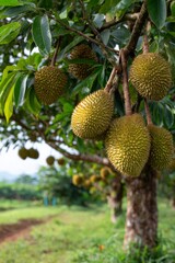 Durian fruits ripening on tropical tree in orchard, vertical