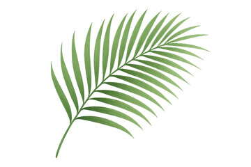 Obraz premium Green tropical palm frond with transparent background
