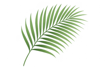 Green tropical palm frond with transparent background