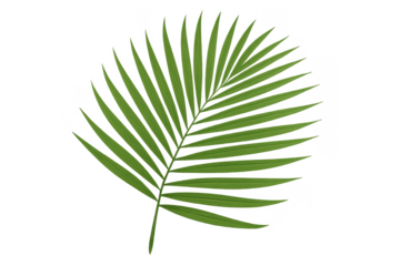 Palm leaf tropical nature background with transparent alpha channel