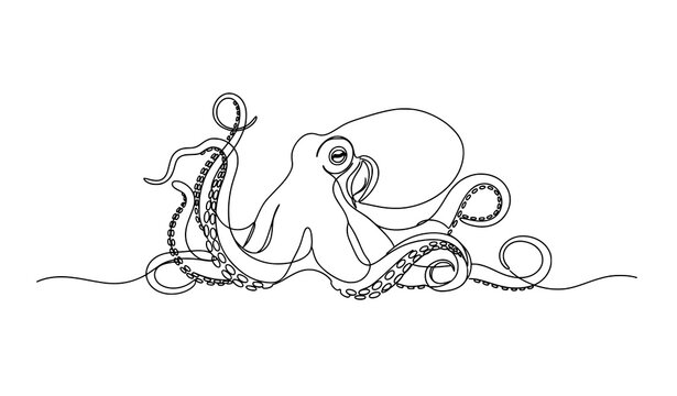 Minimal continuous line elegant octopus vulgaris vector outline illustration