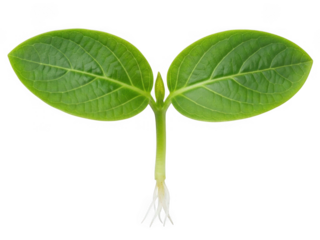 Young plant sprout with two leaves isolated on transparent background