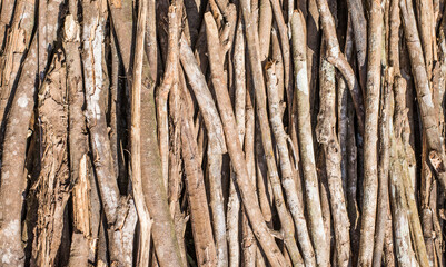 dry tree bark texture background, wood wall pattern, nature background.