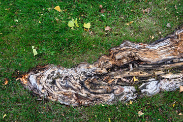 Closeup of old large cottonwood tree root in a lawn, wood is rotted and cut open my lawnmower,...