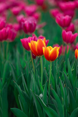 Obraz premium Vibrant Orange and Yellow Tulips in a Field Surrounded by Pink Tulips Against a Lush Green Background Creating a Colorful Spring Display