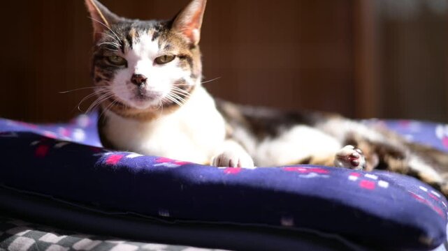 座布団の上で日向ぼっこをするキジ猫