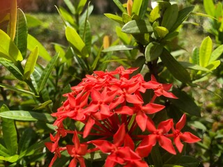 red and yellow flowers