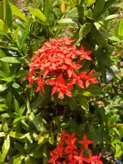 red and yellow flowers