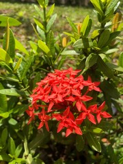 red flowers in the garden