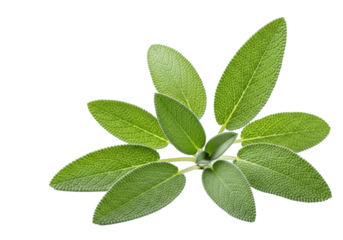 Multiple fresh, vibrant green sage leaves with fuzzy, velvety texture and delicate vein patterns, organically clustered on a stark transparent background, illuminated by soft natural light. Culinary