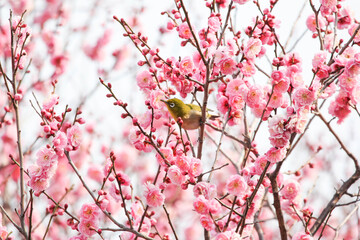 梅の花の蜜を求めるメジロ © walkingcow3039