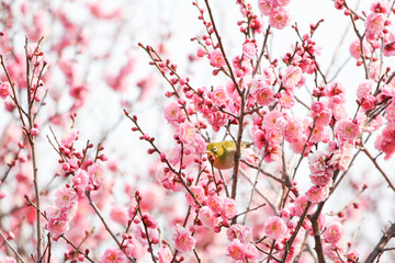 梅の花の蜜を求めるメジロ