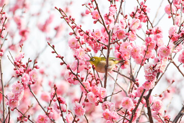 梅の花の蜜を求めるメジロ © walkingcow3039
