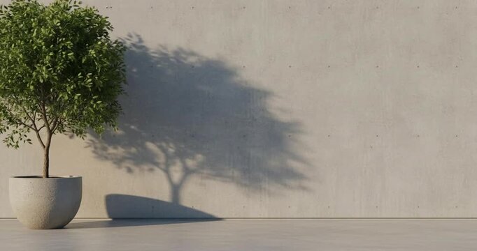 A potted tree stands alone on a minimalist floor, casting a shadow on a neutral wall from a high vantage point.