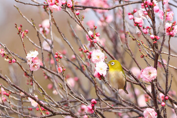 梅の花の蜜を求めるメジロ
