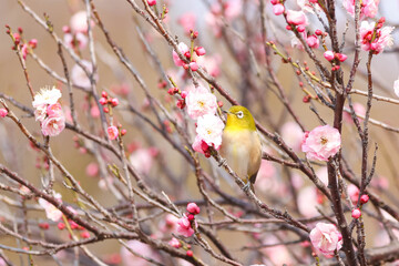 梅の花の蜜を求めるメジロ © walkingcow3039