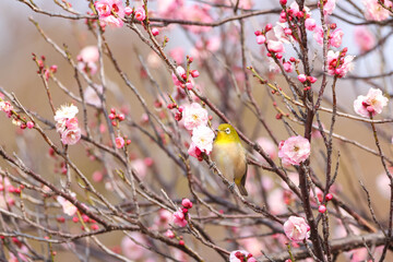 梅の花の蜜を求めるメジロ © walkingcow3039