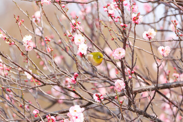 梅の花の蜜を求めるメジロ © walkingcow3039