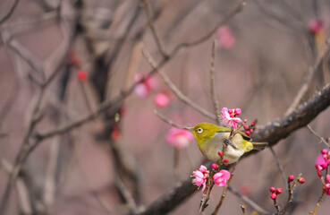 梅の花の蜜を求めるメジロ