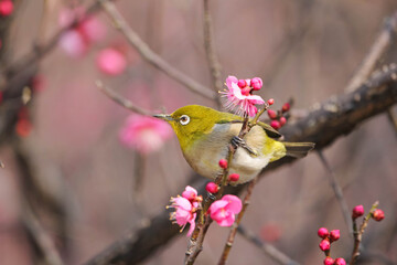 梅の花の蜜を求めるメジロ