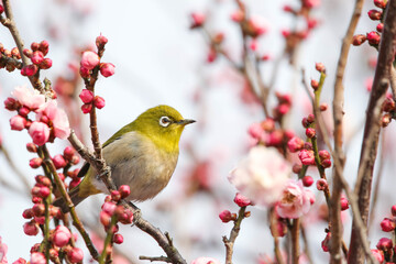梅の花の蜜を求めるメジロ © walkingcow3039
