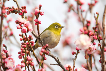 梅の花の蜜を求めるメジロ