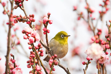 梅の花の蜜を求めるメジロ © walkingcow3039