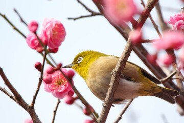 梅の花の蜜を求めるメジロ © walkingcow3039