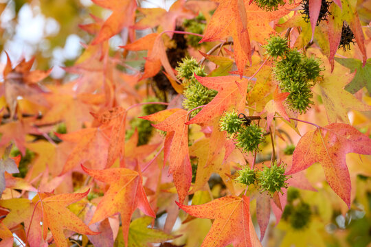 American Sweetgum, Liquidambar styraciflua, tree in full fall color with interesting spiky green seed pods, yellow and orange leaves, celebrate changing seasons, autumn nature background
