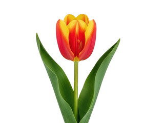 Naklejka premium Vibrant tulip in full bloom