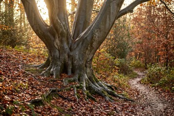 Ancient tree in autumn forest, winding leaf-covered path, golden sunlight filtering through woodland, peaceful nature trail in fall season

