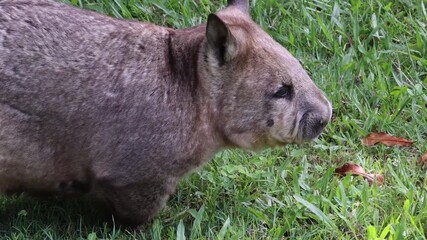 Close Up Profile of Wombat Foraging and Walking Through Green Grass